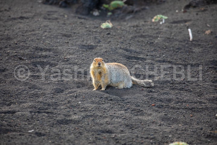 20082019-eastern-siberian-marmot-kamchatka-08-2019-4765 
