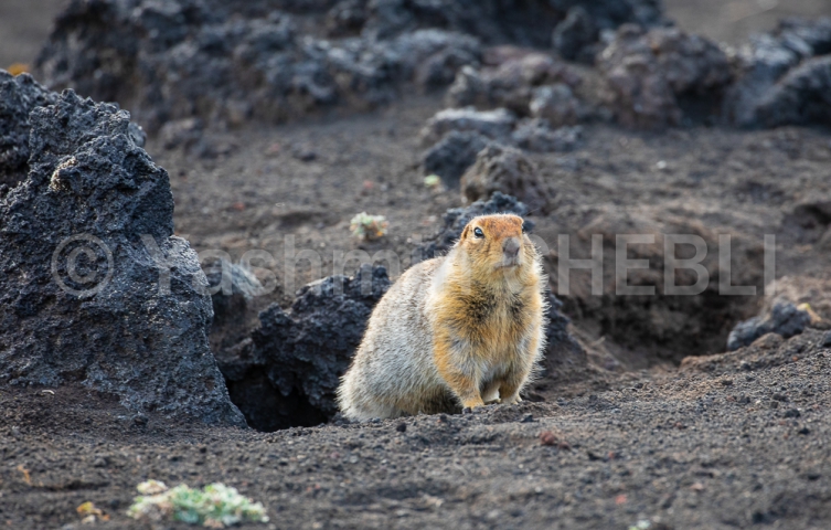 20082019-eastern-siberian-marmot-kamchatka-08-2019-4770 