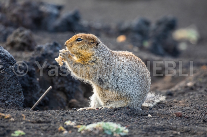 20082019-eastern-siberian-marmot-kamchatka-08-2019-4796 