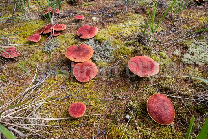 20082019-endemic-fungi-of-the-tolbachik-volcanic-complex-region-kamchatka-08-2019-4706 
