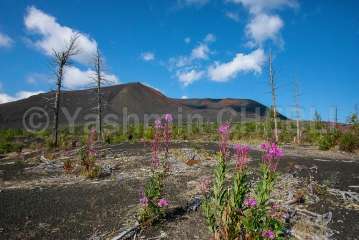 21082019-volcanic-landscape-of-tolbachinsky-dol-area-kamchatka-08-2019-4994 