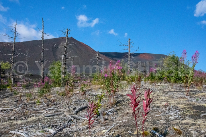 21082019-volcanic-landscape-of-tolbachinsky-dol-area-kamchatka-08-2019-4997 